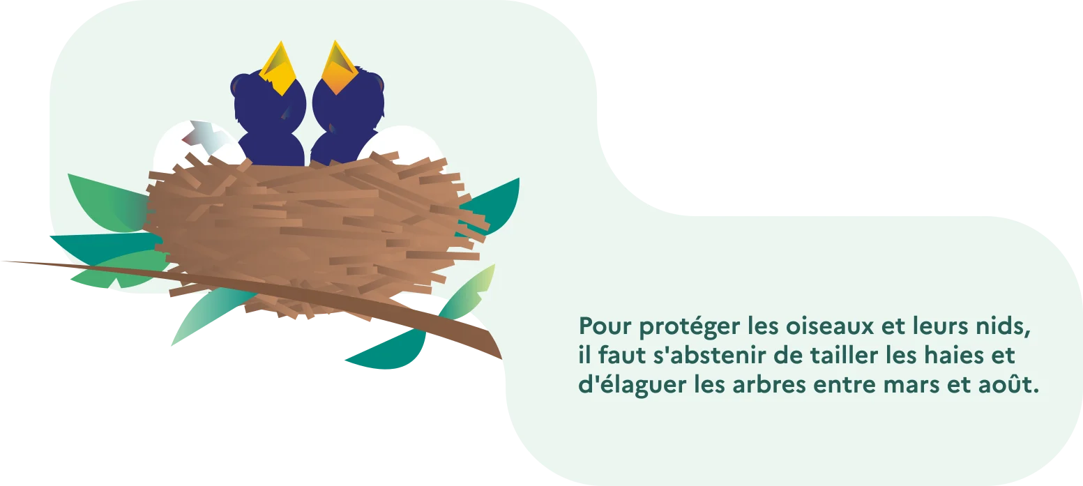 illustration_protection_des_oiseaux
